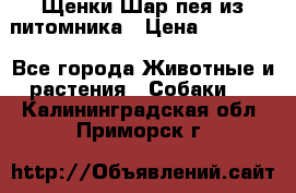 Щенки Шар пея из питомника › Цена ­ 25 000 - Все города Животные и растения » Собаки   . Калининградская обл.,Приморск г.